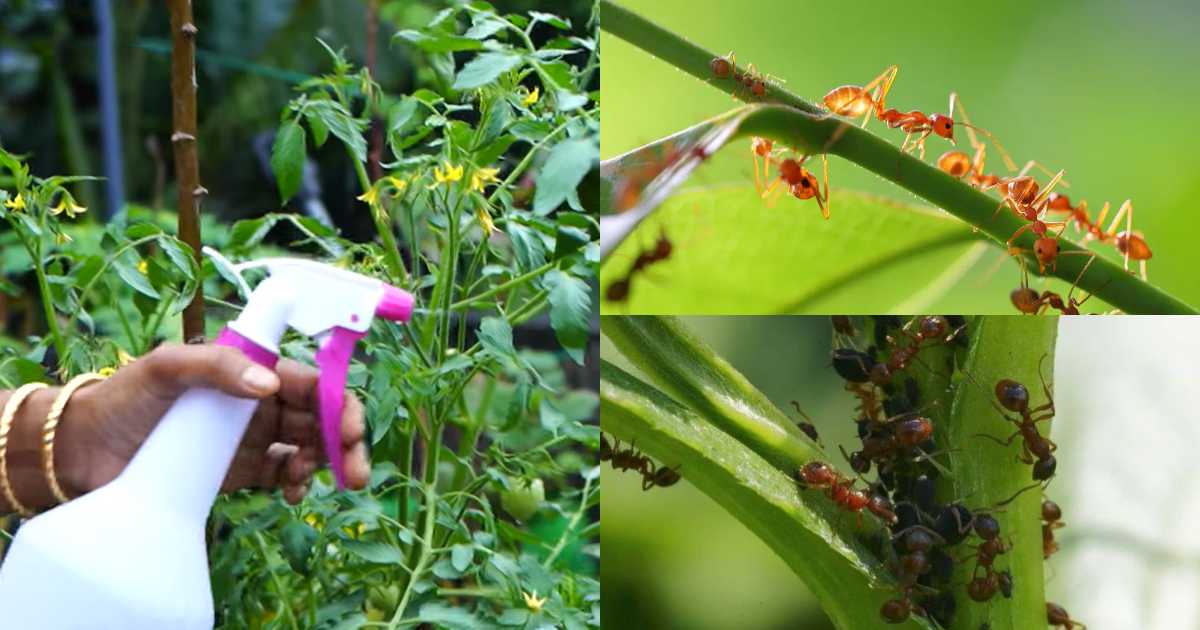 Plants Ant Remedy Tip Malayalam