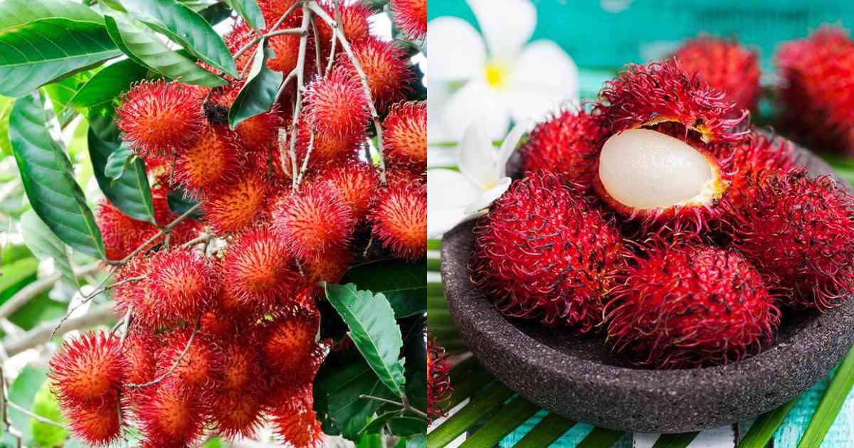 Rambutan Planting Malayalam (2)