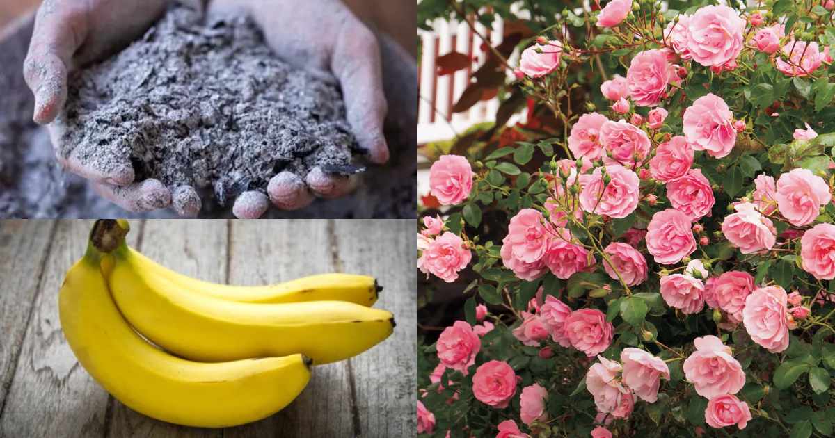 Rose Flowering Tip Using Banana Malayalam