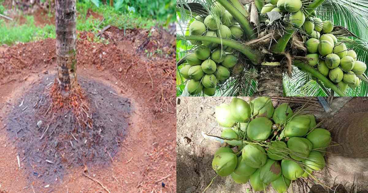 Coconut-Cultivation-Tips