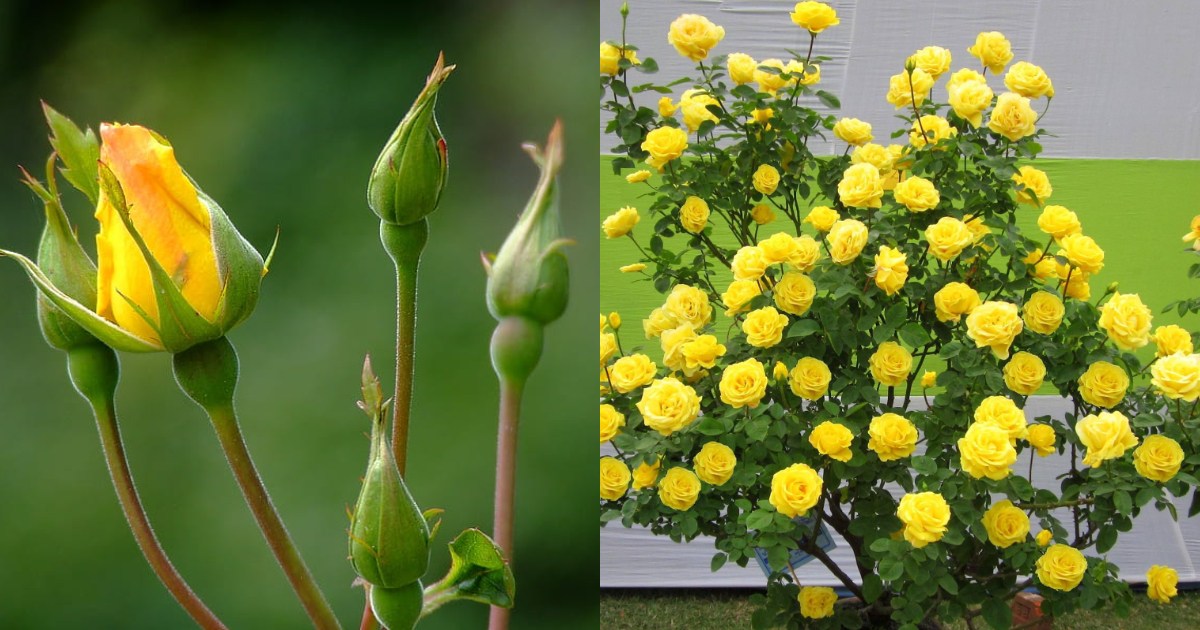 How to Control Thrips Attack in Rose