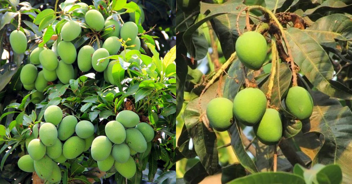 How to Increase Mango Production