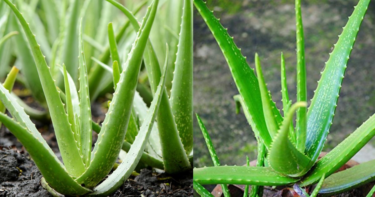 How to grow aloe vera from leaf or stem