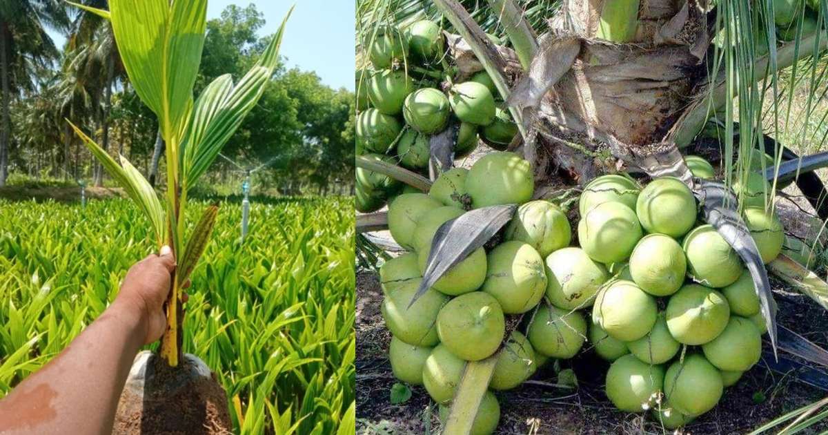 coconut cultivation care methods