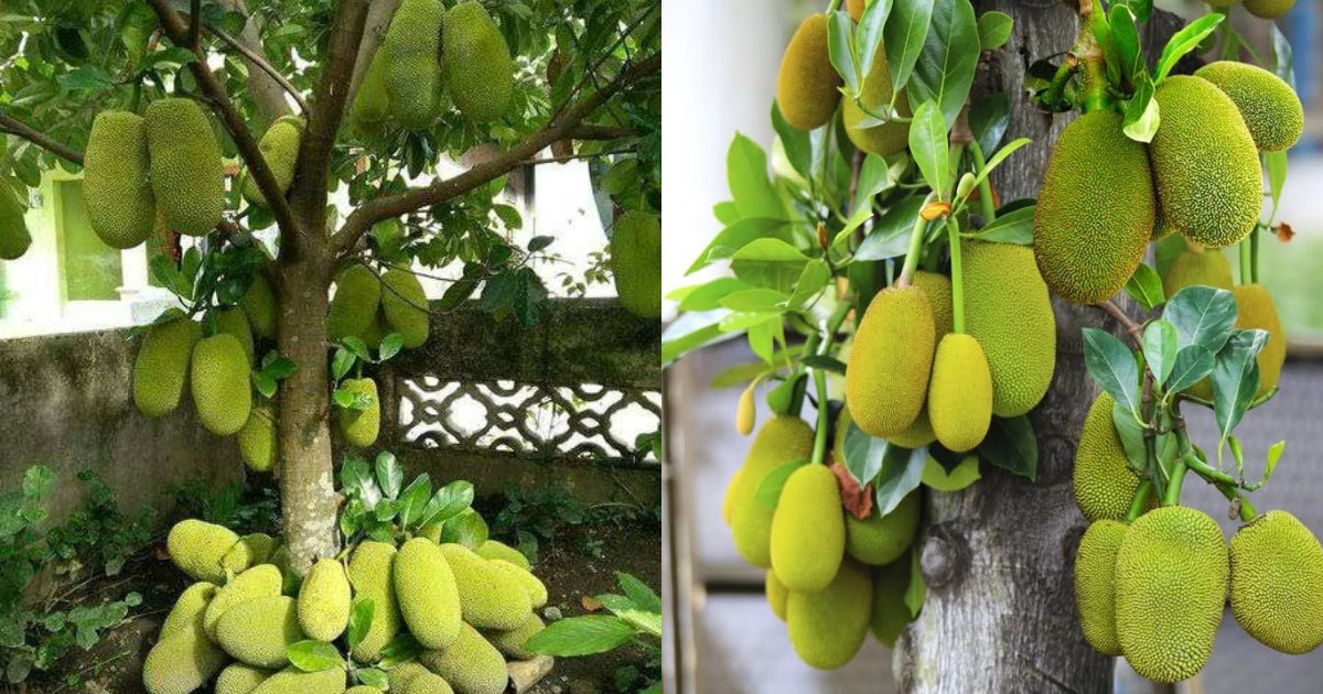 Bottom of jackfruit Tree