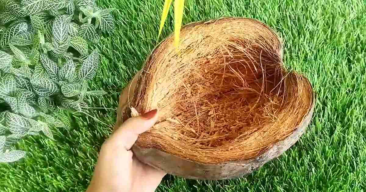 Coconut-Husk-Planter-Ideas-2