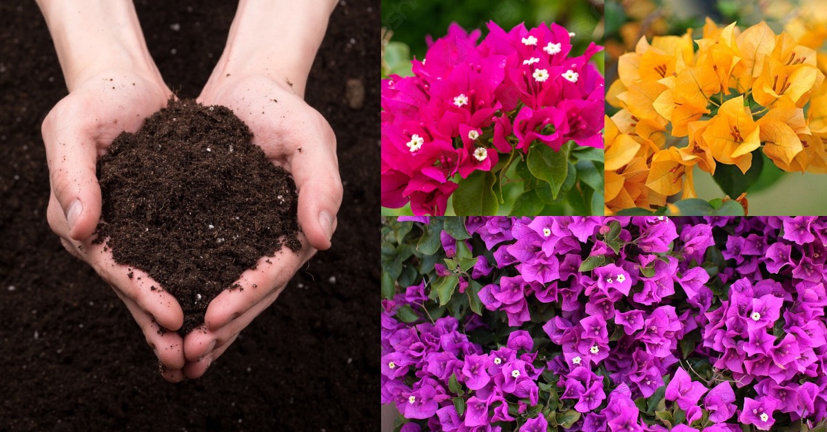 How-to-Grow-Flower-Plant-using-nursery-fertilizer