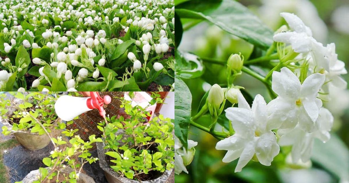 Jasmine Cultivation