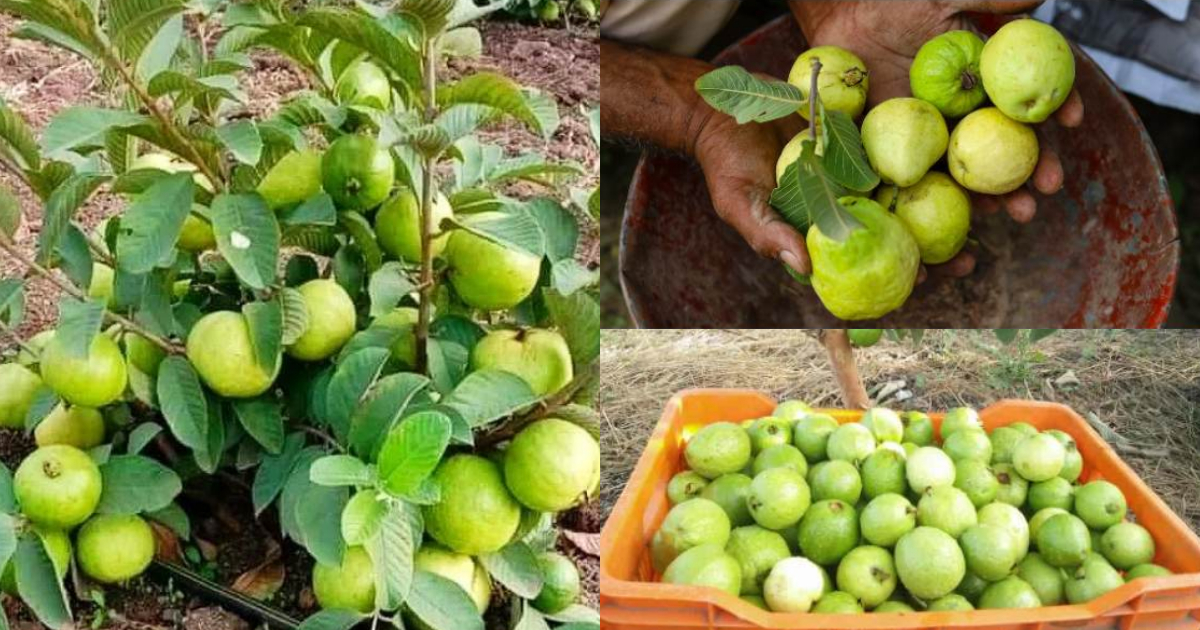 Pera-Krishi-Tips1