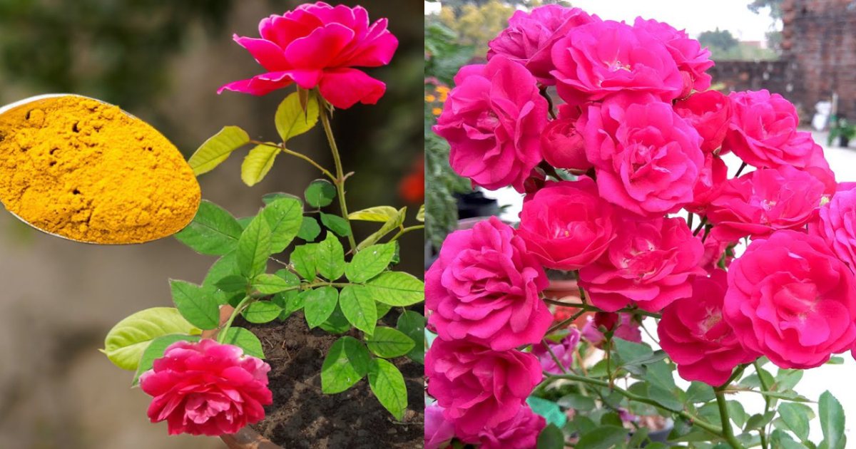 Rose Turmeric Powder Gardening Tips Malayalam (2)