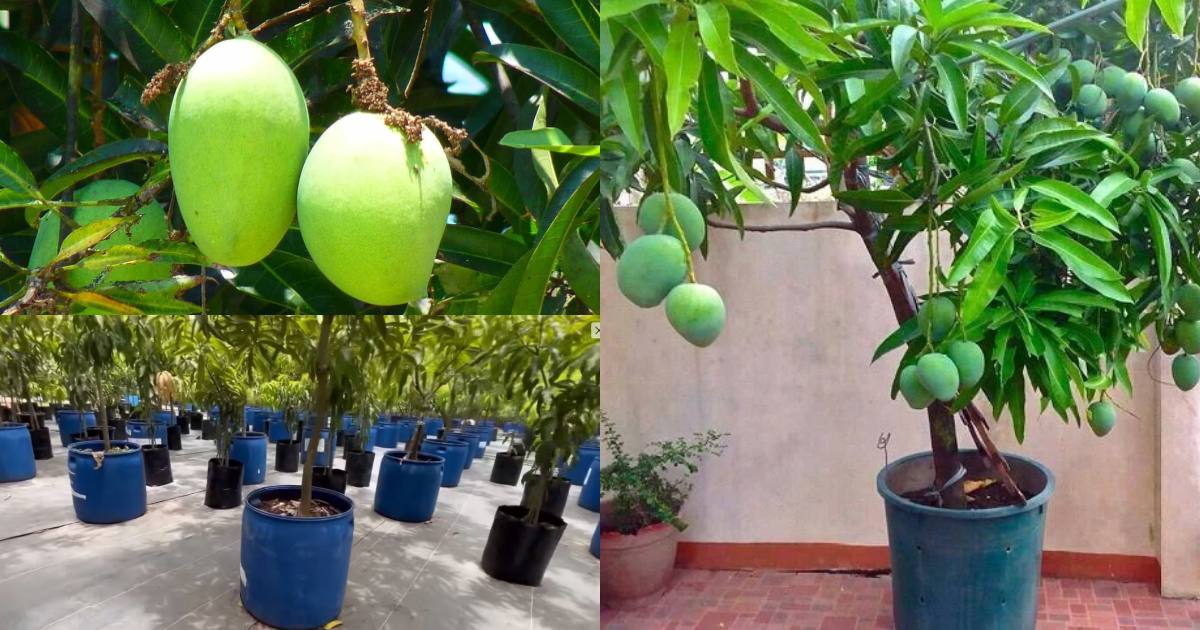 mango-farming-in-drum-malayalam