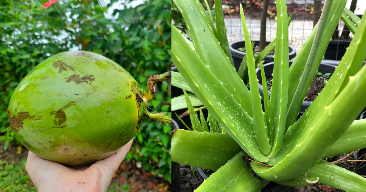 Aloevera Cultivation Coconut Tip