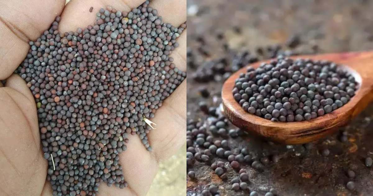 Benefits Of Mustard Seed