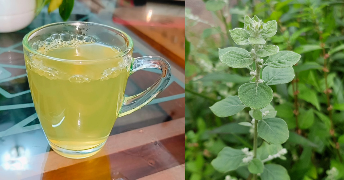 Cherula Plant Benefits