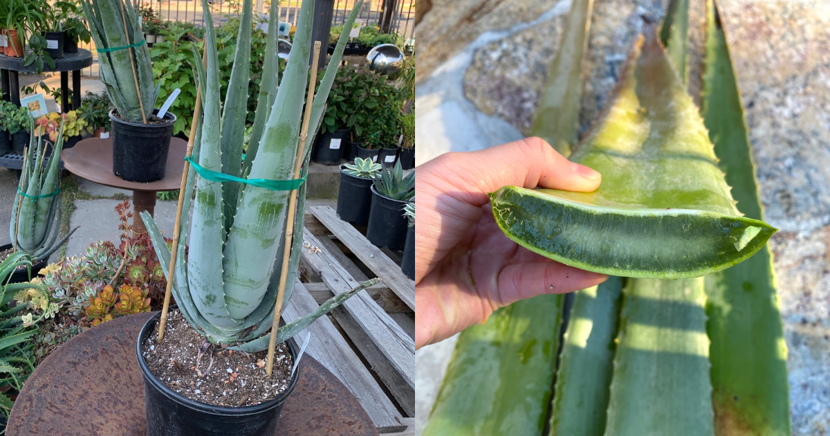 Easy Aloevera Care
