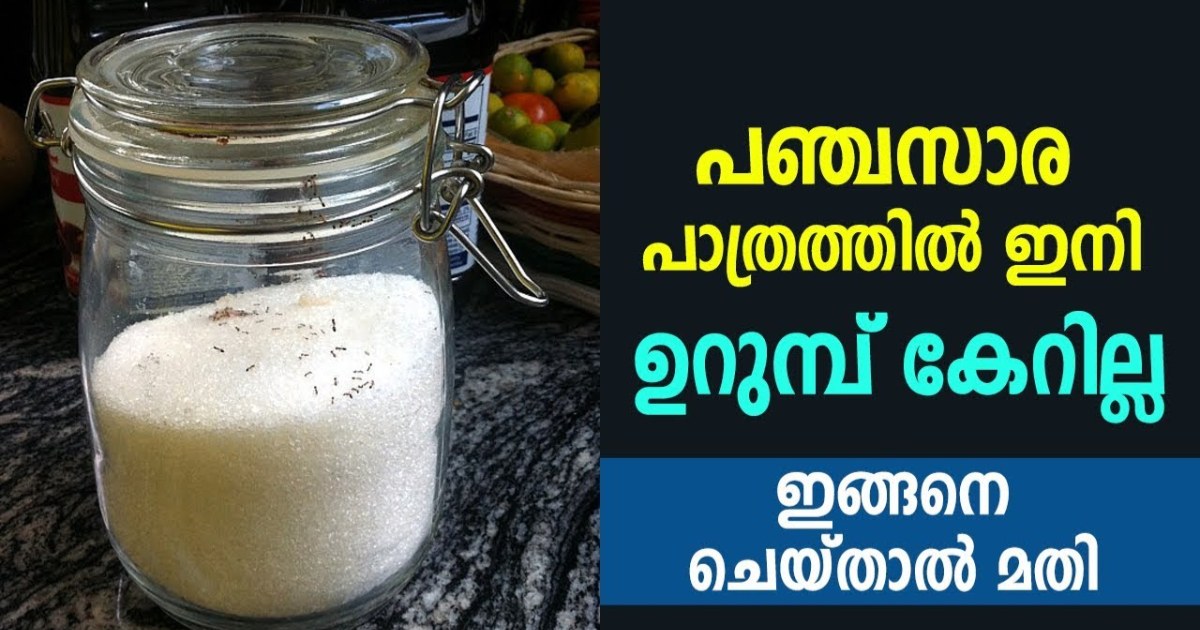 Get Rid Of Ants In Kitchen