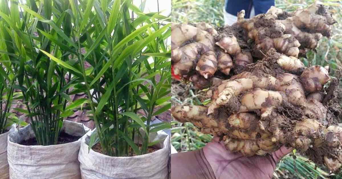 Ginger Cultivation In Grow Bags