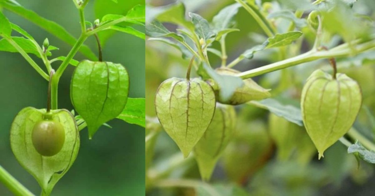 Golden Berry Fruit Benefits