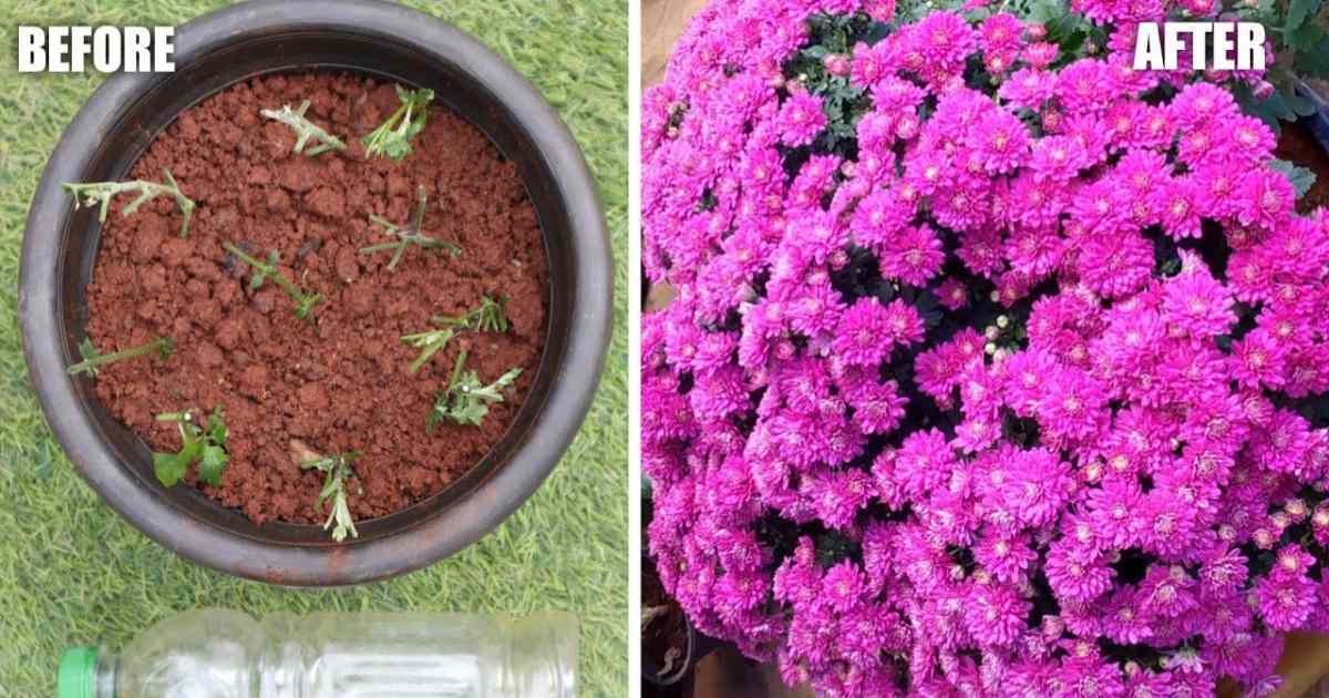 Grow Chrysanthemums From Cutting