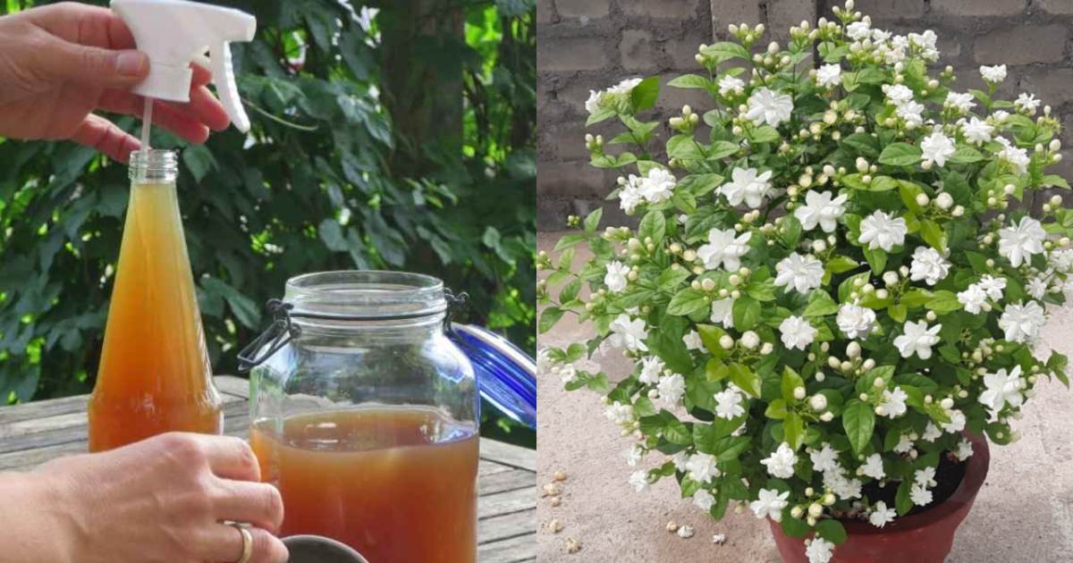 Jasmine Cultivaton