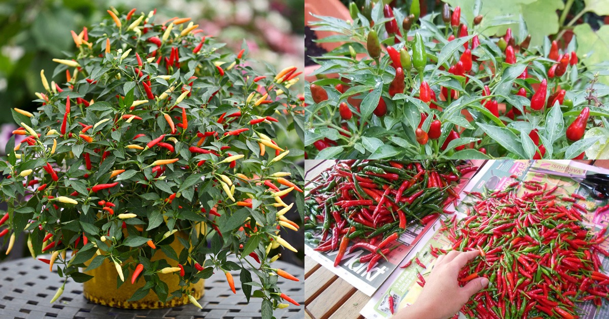 Kanthari Chilli Farming