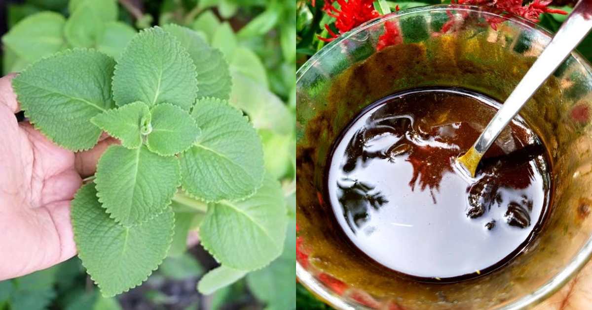 Natural Dye For Grey Hair