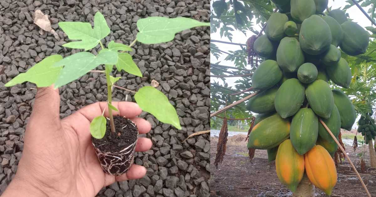 Papaya Cultivation Tips