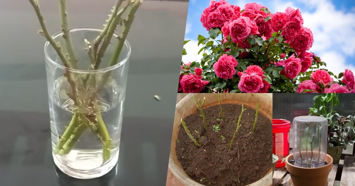 Rose Plant Flowering Tricks