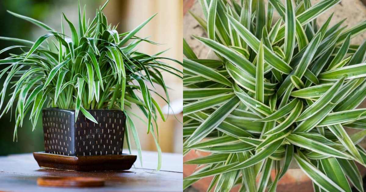 Spider Plant Care Tips