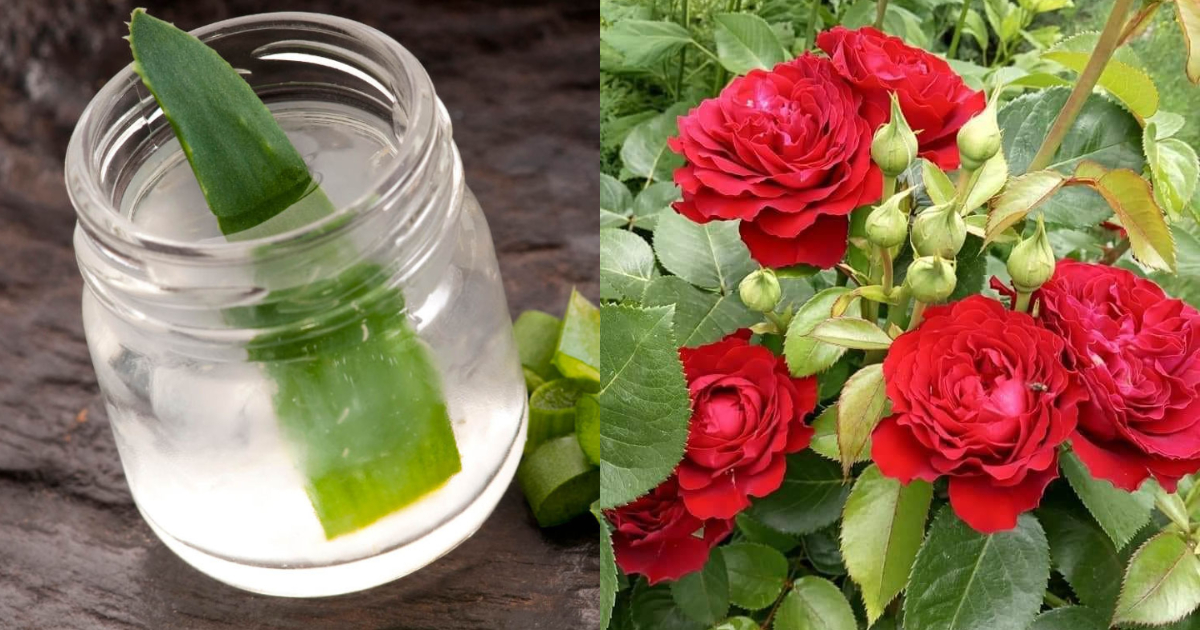Tips For Growing Roses