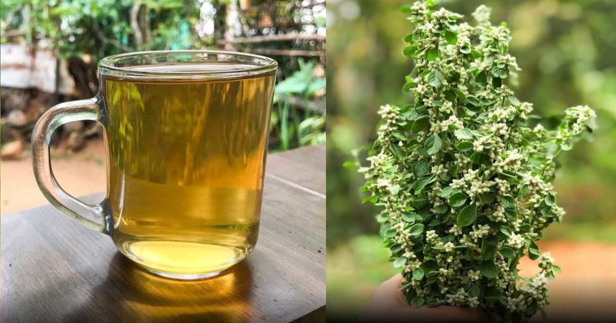 Benefits Of Cherula Plant