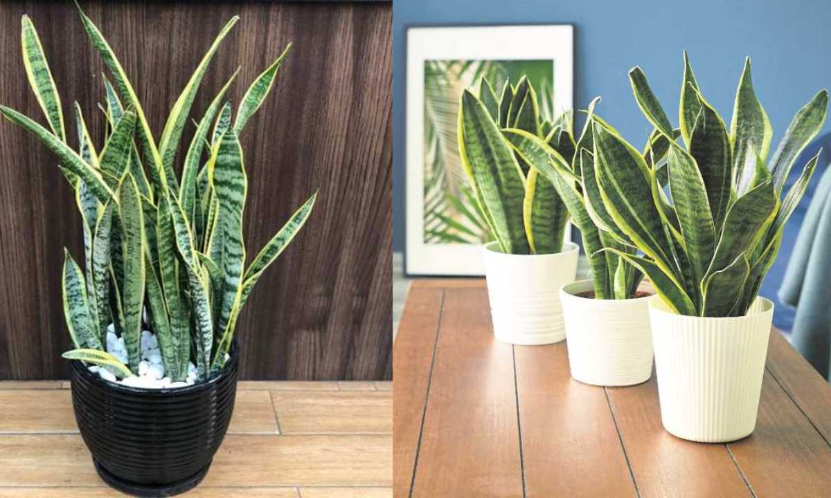 Benefits Of Snake Plant