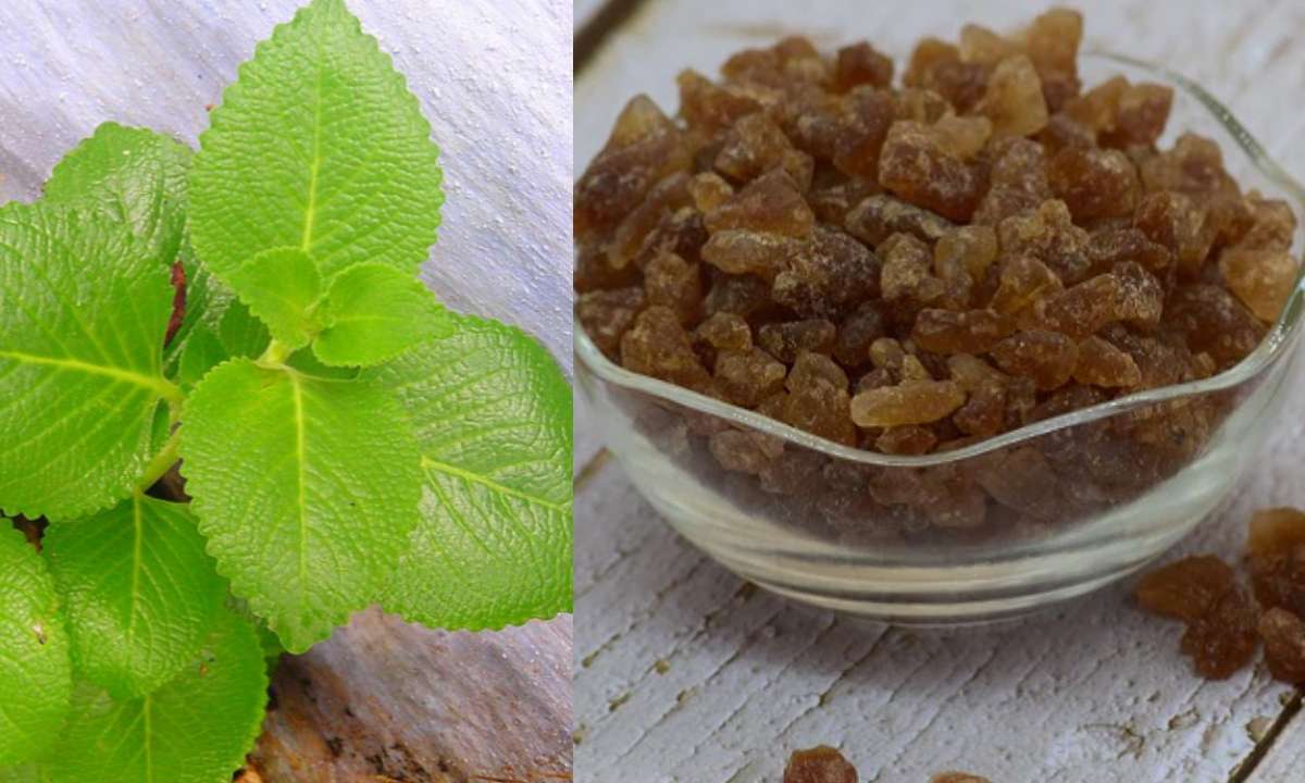 Benefits of Panikoorka Panam Kalkandam