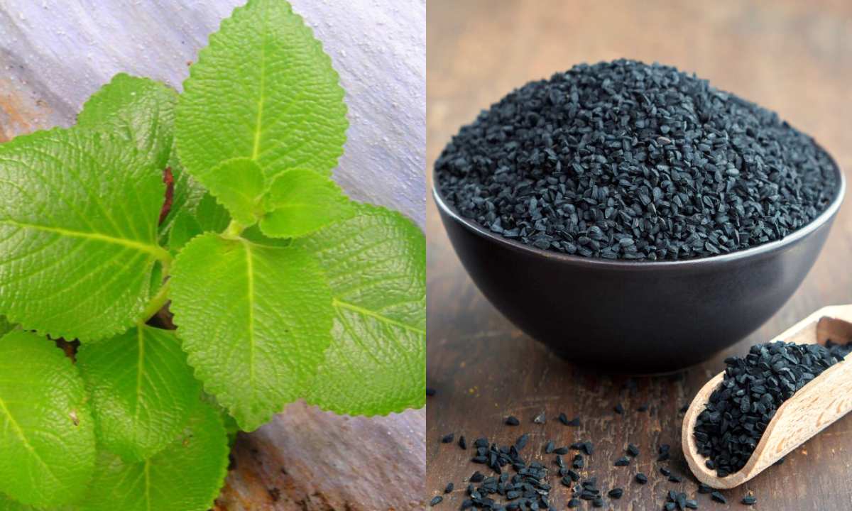 Natural Hair Dye Using Panikoorka and Black Cumin