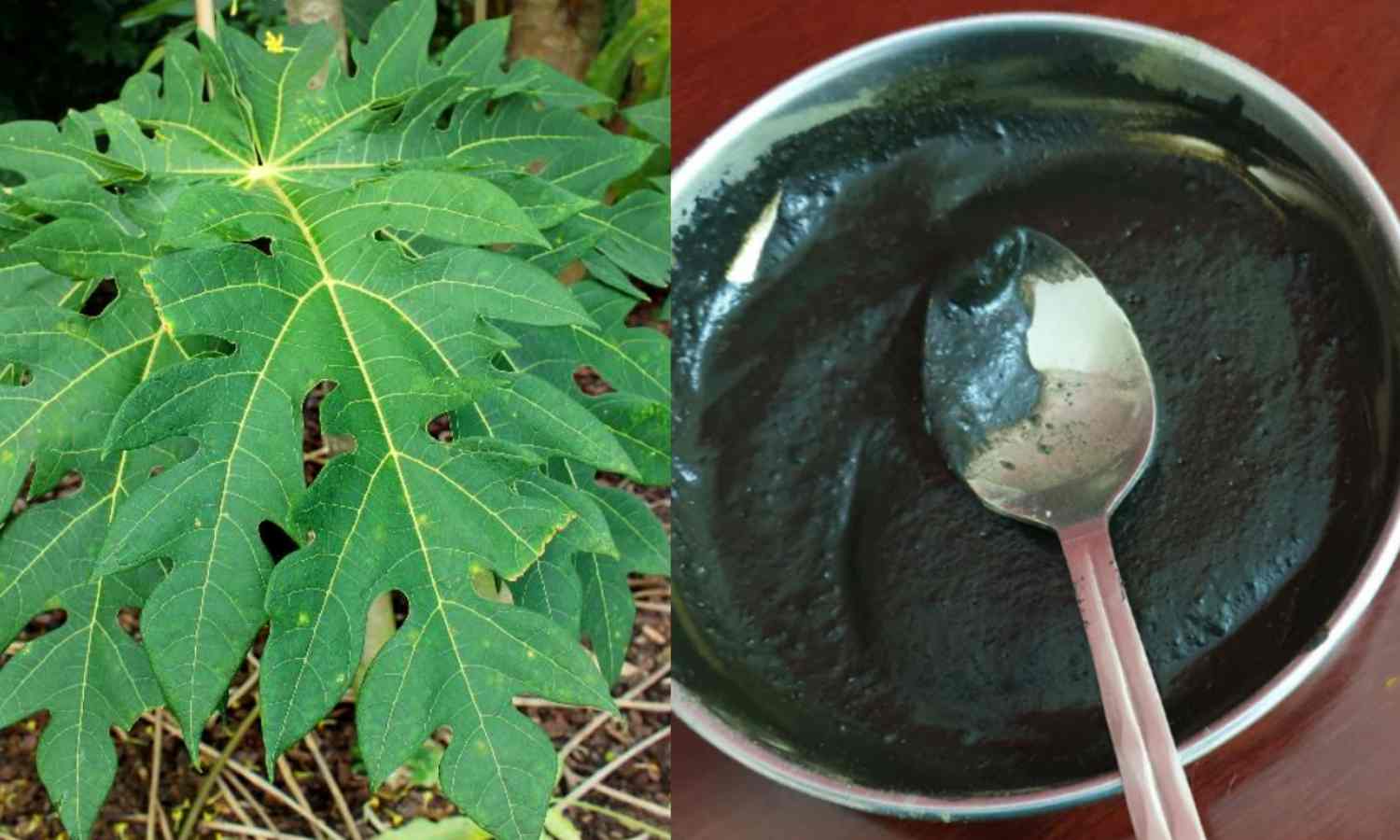 Natural Hair Dye Using Papaya Leaf