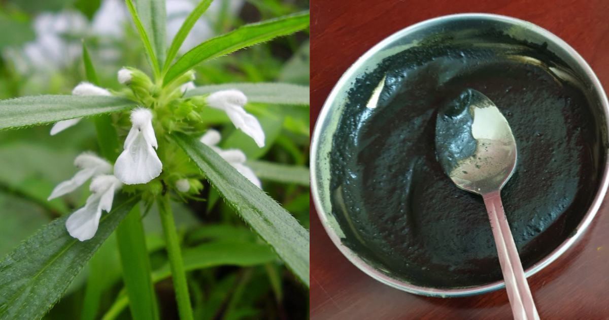 Natural Hair Dye Using Thumba