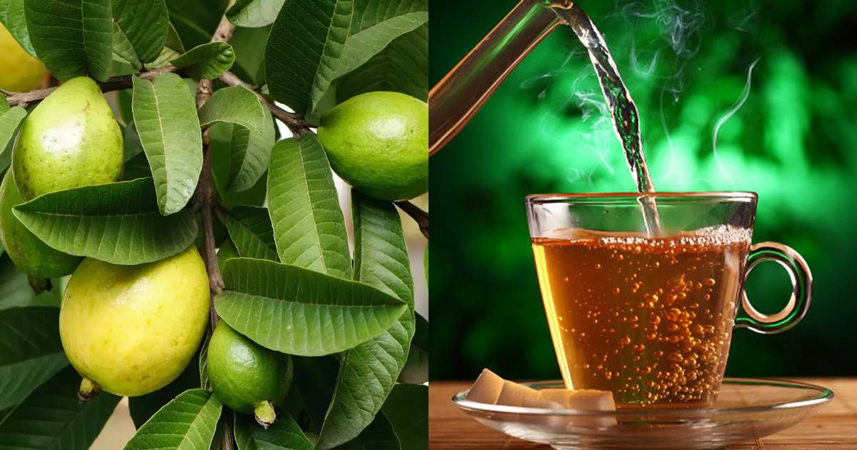Benefits Of Guava leaves