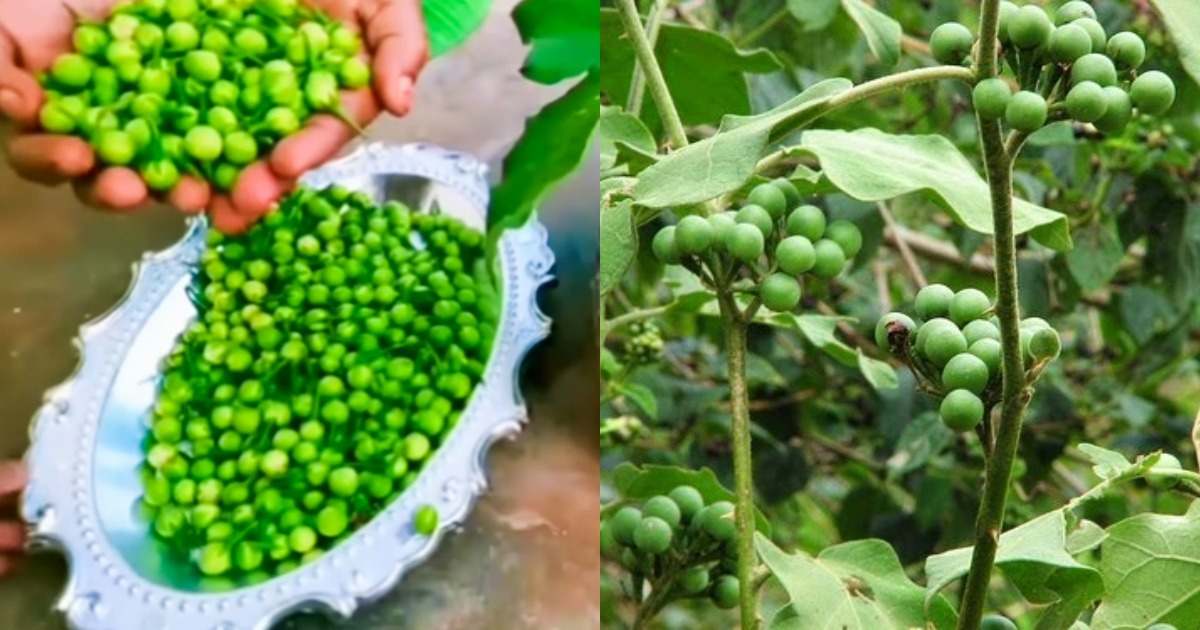 Chundakka Plant Benefits