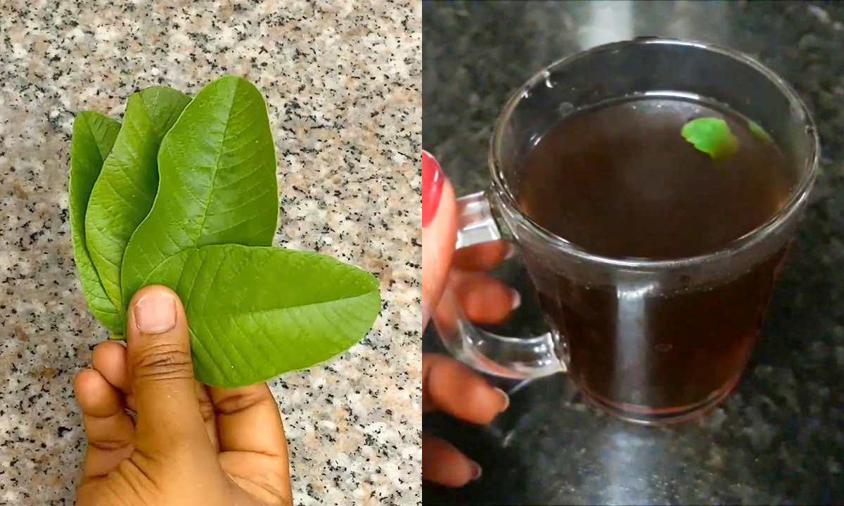 Guava Leaf Tea For Reduce Fever