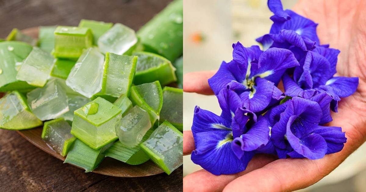 Homemade Face Cream Using Shankupushpam and Aloe Vera