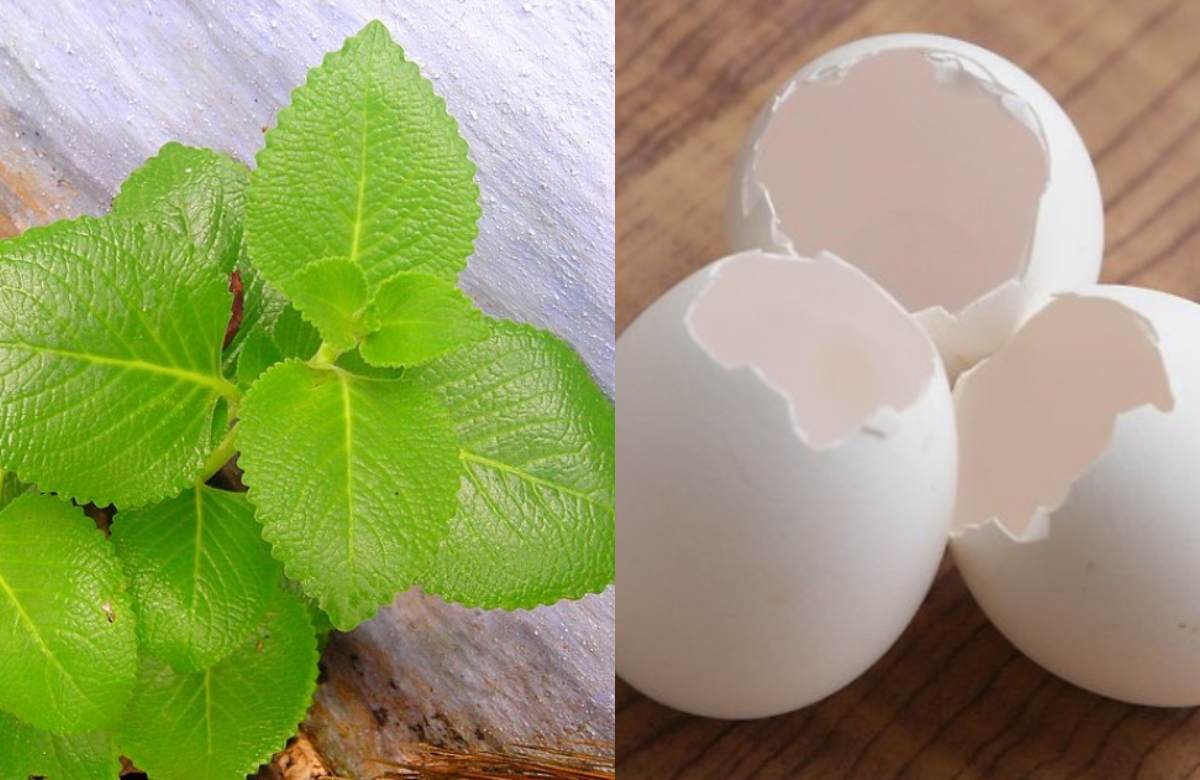 Natural Hair Dye Using Panikoorka And Eggshells