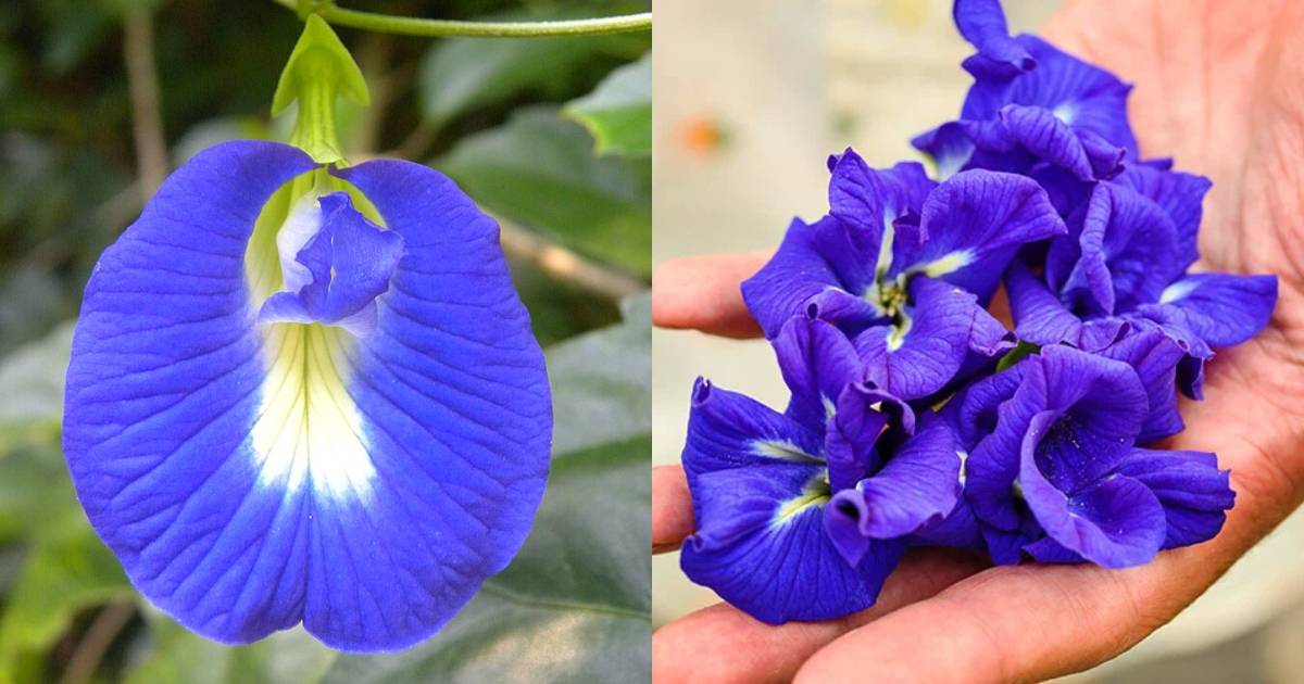 Shankupushpam Plant For Weight Loss