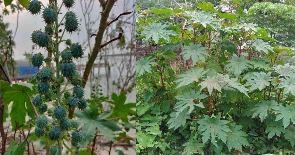 Avanakku Plant Benefits