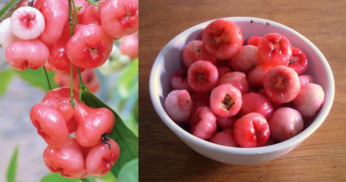 Benefits Of Rose Apple