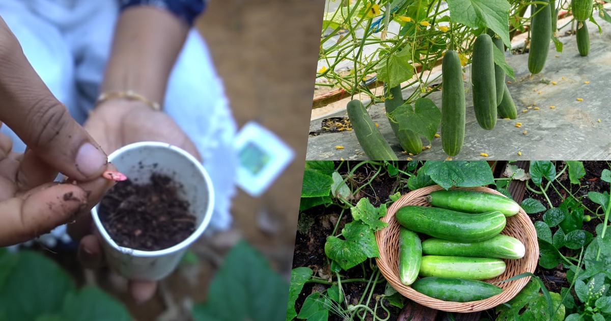 Cucumber Harvesting 45 Days