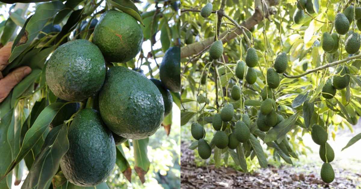 Easy Avocado Cultivation