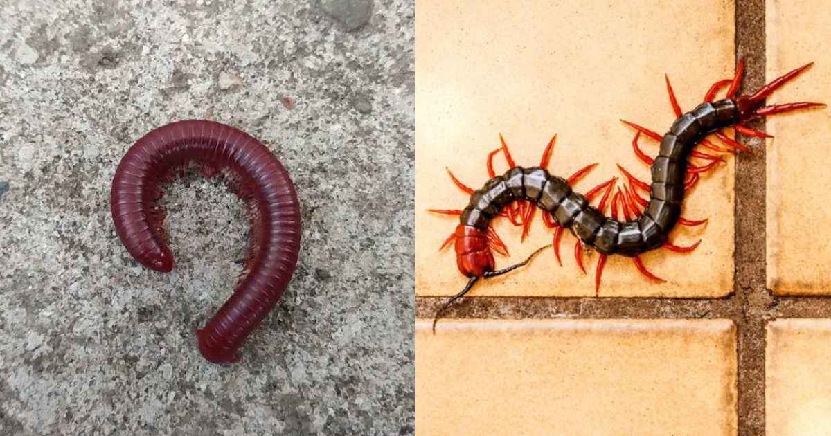 Get Rid of Insects In Bathroom