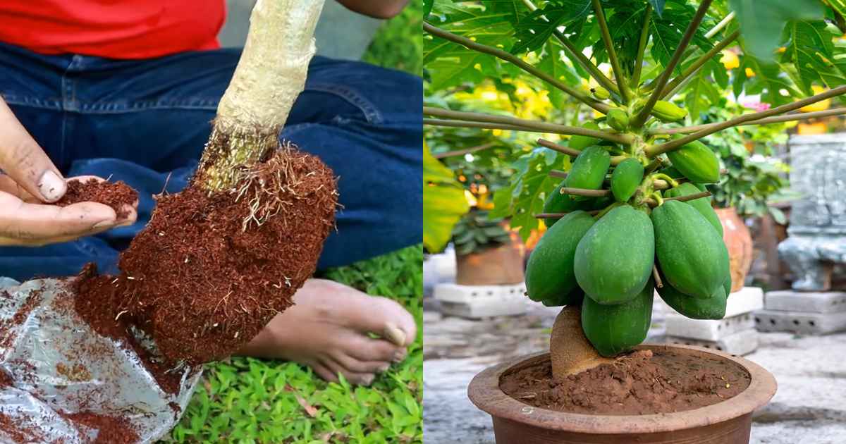 Grow Pappaya Pot From Cutting