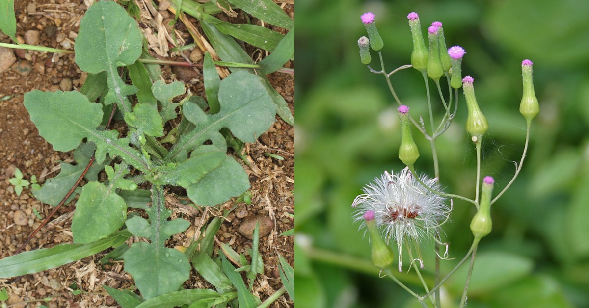 Muyalcheviyan Plant Benefits