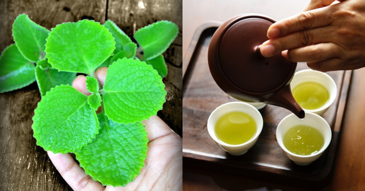 Panikoorka Water Benefits